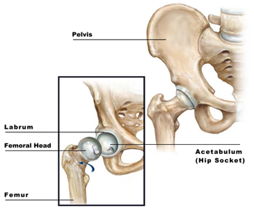 hip-impingement-anatomy